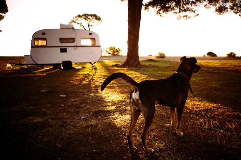 En hund står på en mark med en campingvogn i baggrunden