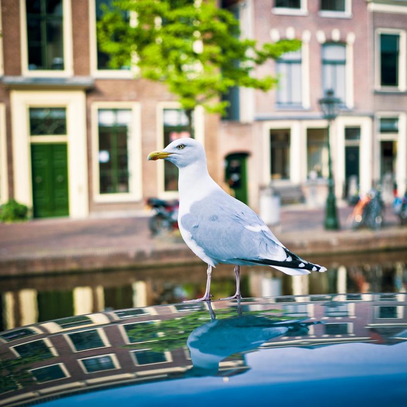 Gulls also like the electric car