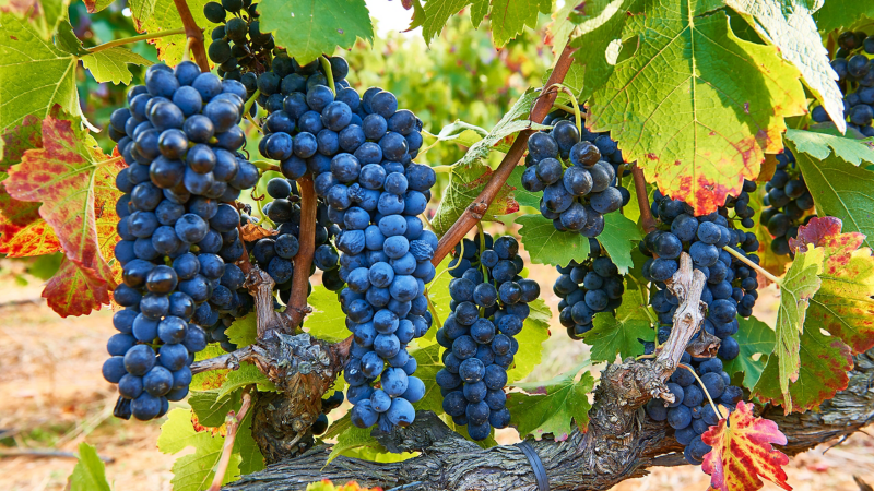 Harvest at Kunjani Wines