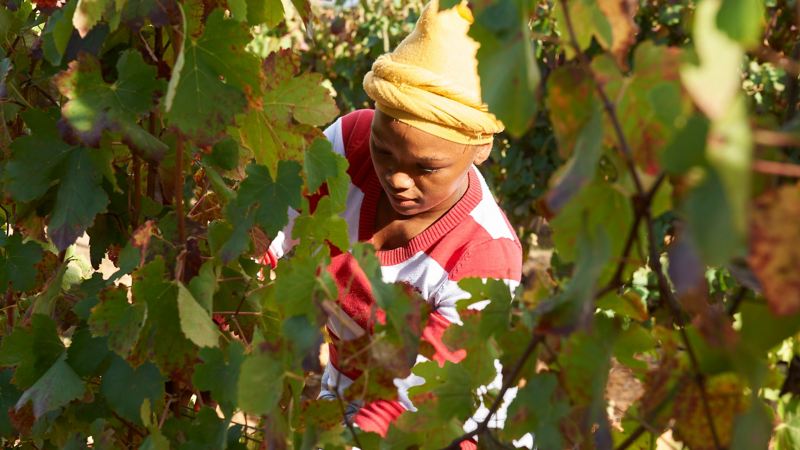 Harvest at Kunjani Wines