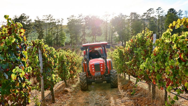 Harvest at Kunjani Wines