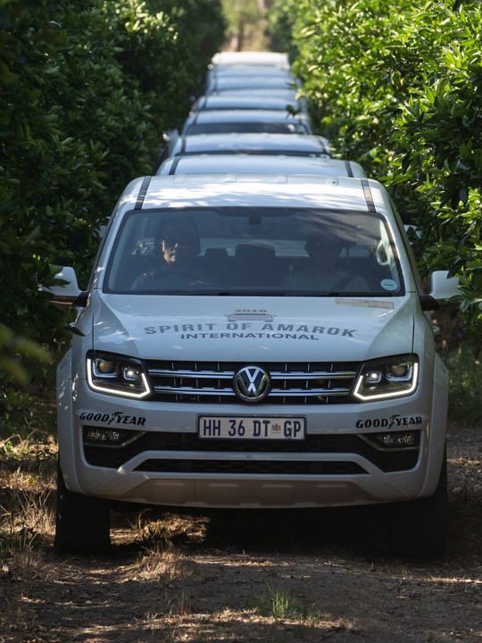 Flere hvide eksemplarer af Amarok kører i konvoj gennem den sydafrikanske bush.