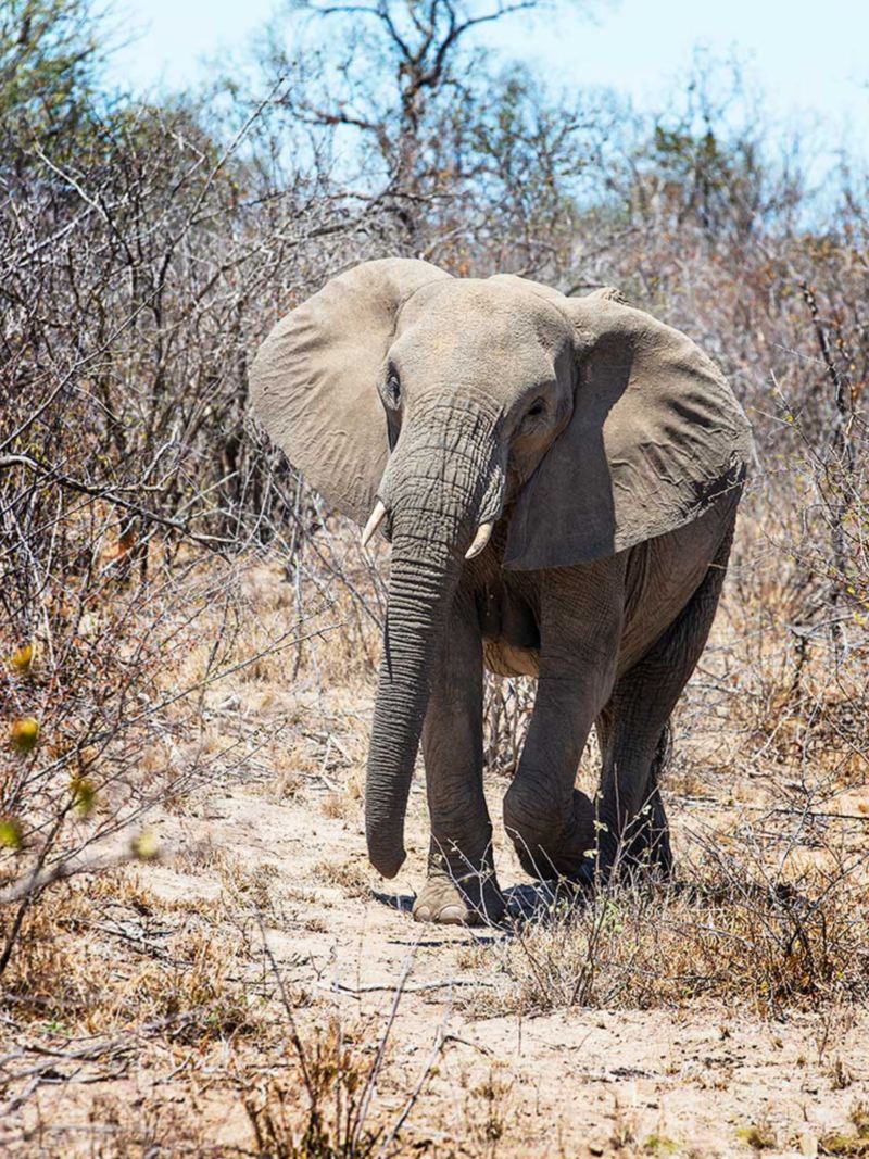 I Sydafrika är djurlivet aldrig långt borta. Här en ellipsvattenbock mitt i maten och en elefant.