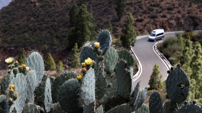 Kaktus med Volkswagen Grand California husbil i bakgrunden