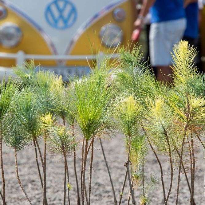 reforestacion Volkswagen Canarias
