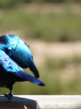 Ein kleiner, blauer Vogel schüttelt sein Gefieder.