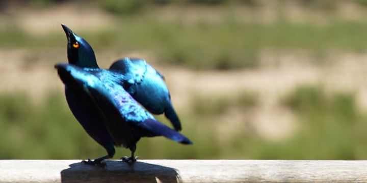 En lille, blå fugl ryster sin fjerdragt.