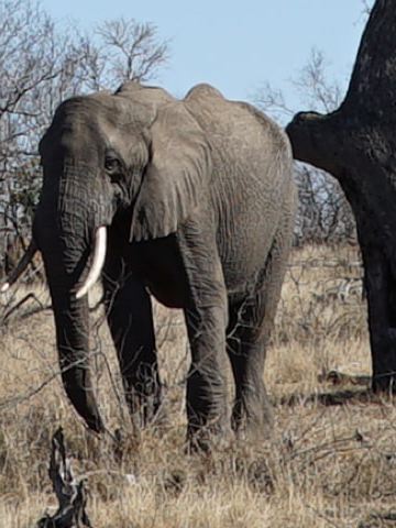 Ein Elefant in der südafrikanischen Graslandschaft.