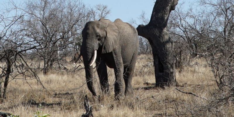Ein Elefant in der südafrikanischen Graslandschaft.