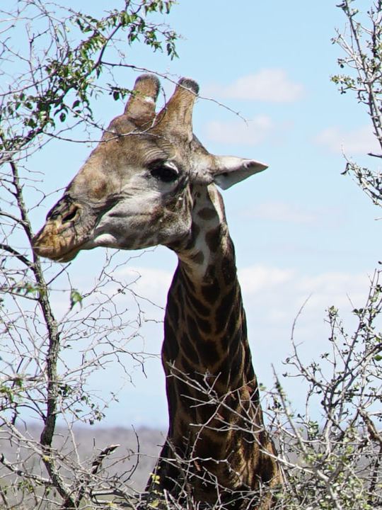 En giraf kigger over høje buske.