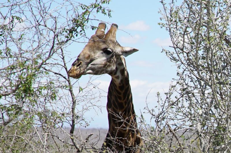 Eine Giraffe schaut über hohe Büsche hinweg.