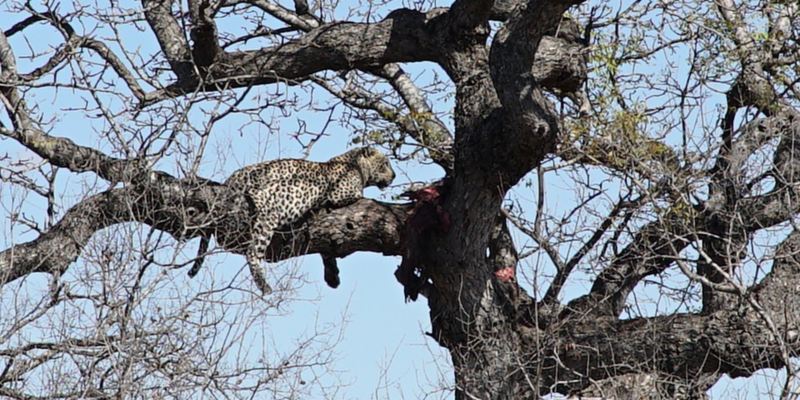 Ein Leopard schläft auf einem Baum.