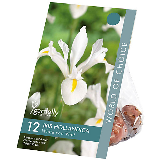 Dutch Iris White Van Vliet Bulb Wickes Co Uk