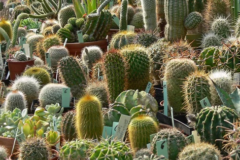 Kakteenpflanzen assoertiert zusammen an einem Ort