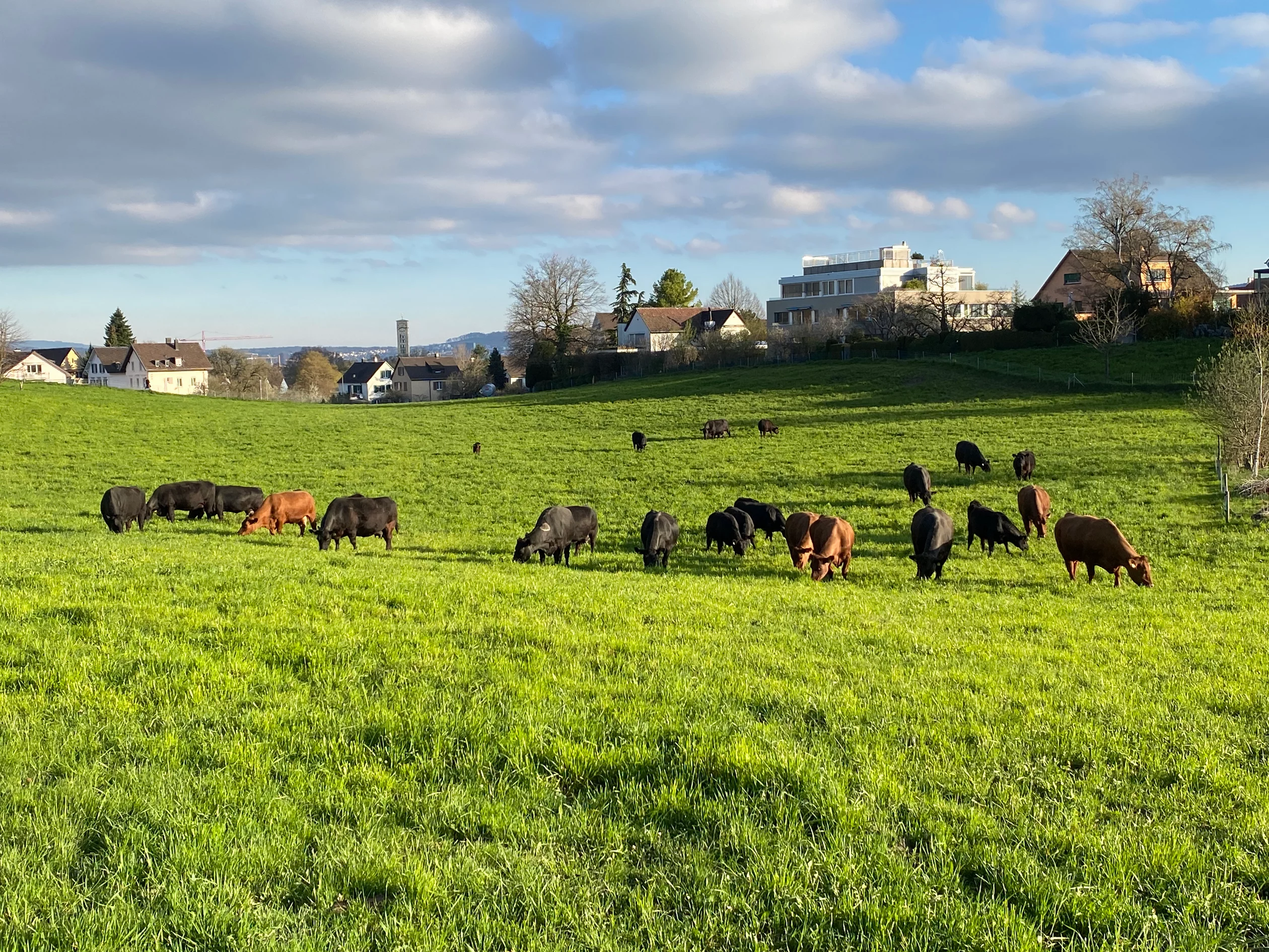 Stadtlandwirtschaft in Wollishofen