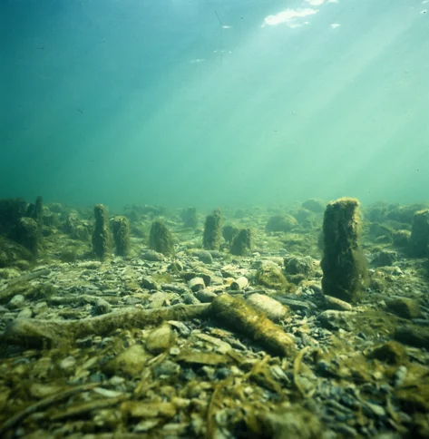Foto Unterwasseransicht der Pfahlbaustrukturen