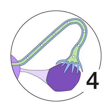 Illustration Menstruationszyklus