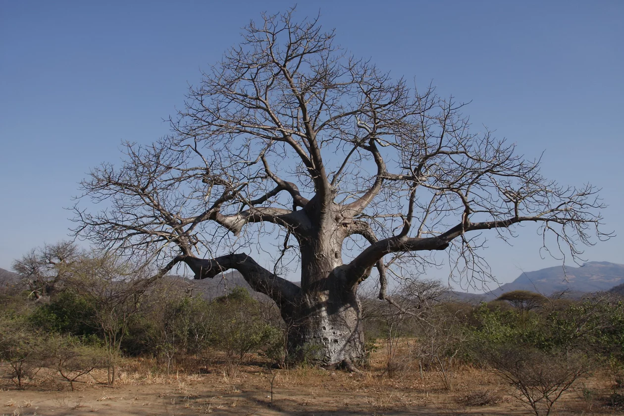 Adansonia digitata
