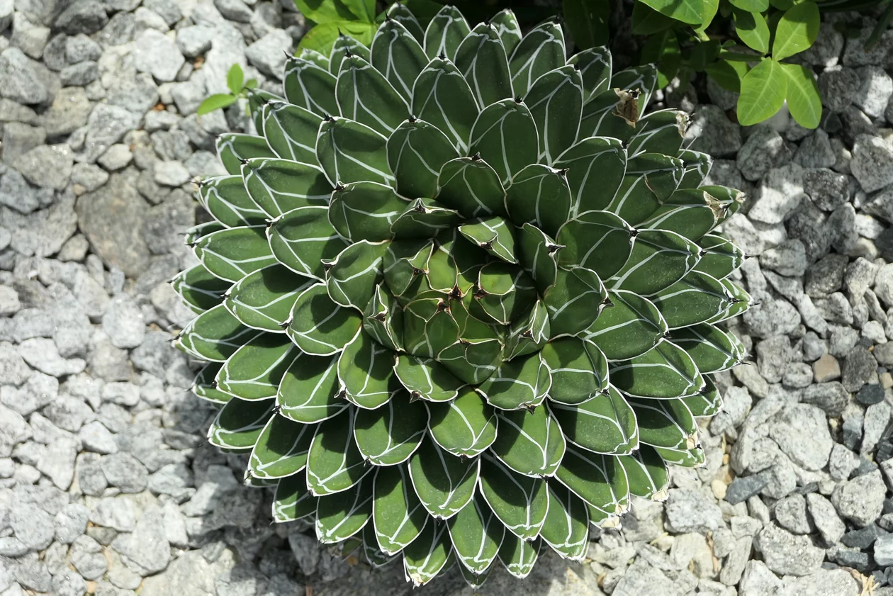Agave victoria-reginae