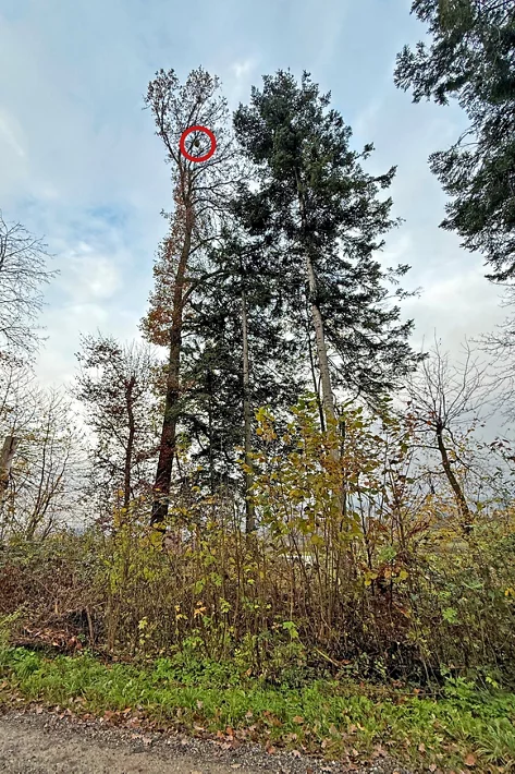 Bäume am Waldrand, Blick von unten zu den Baumkronen, wo ein Nest der Asiatischen Hornisse hängt.