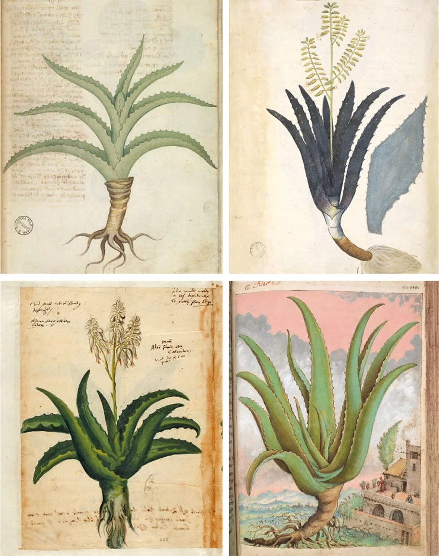 Aloe