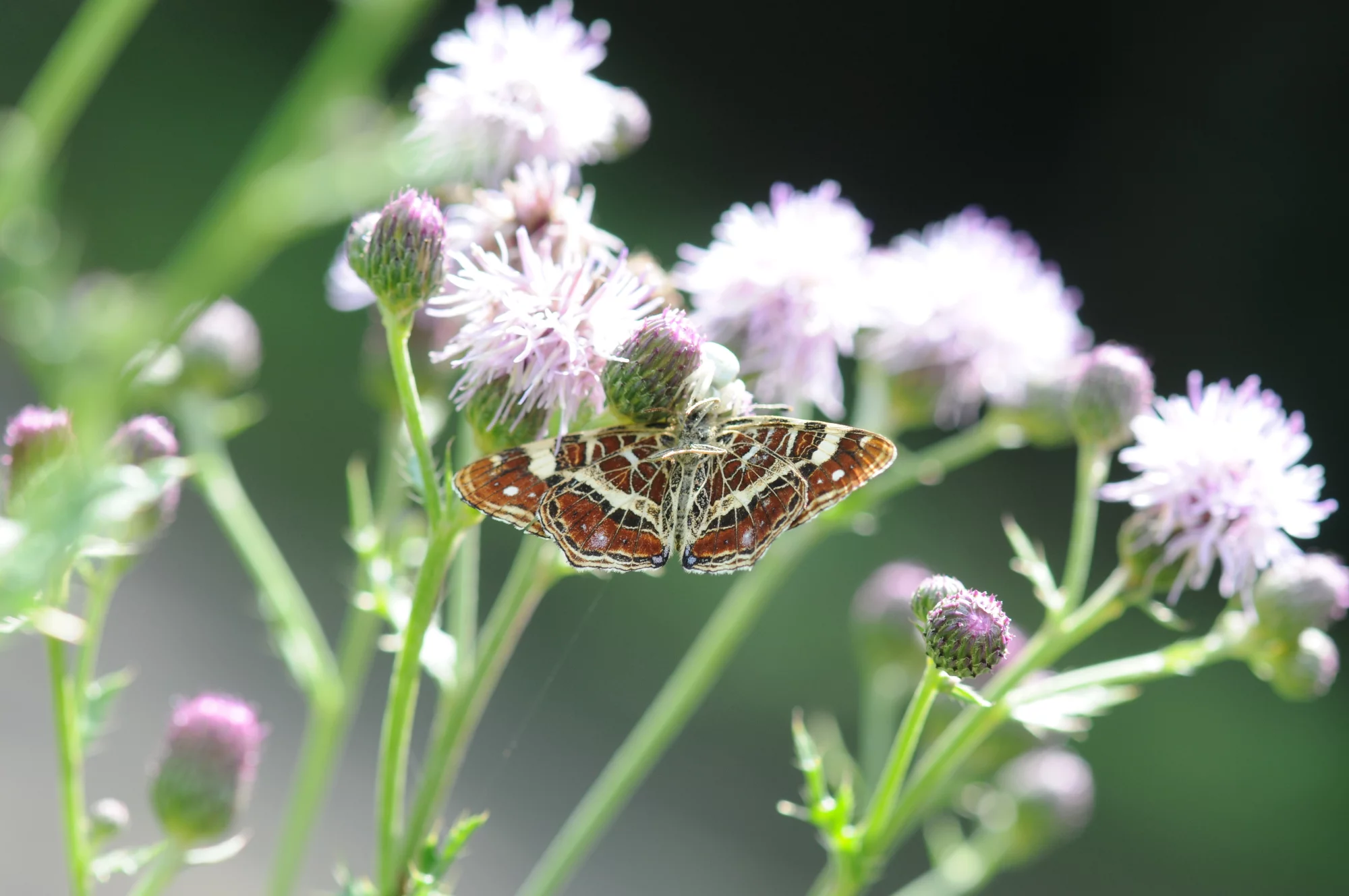 Landkärtchenfalter (Araschnia levana)