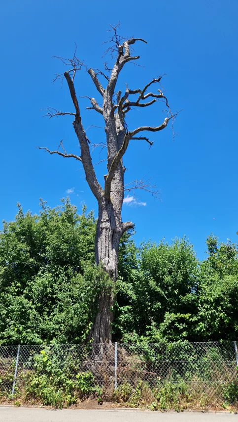 baum-abgestorben