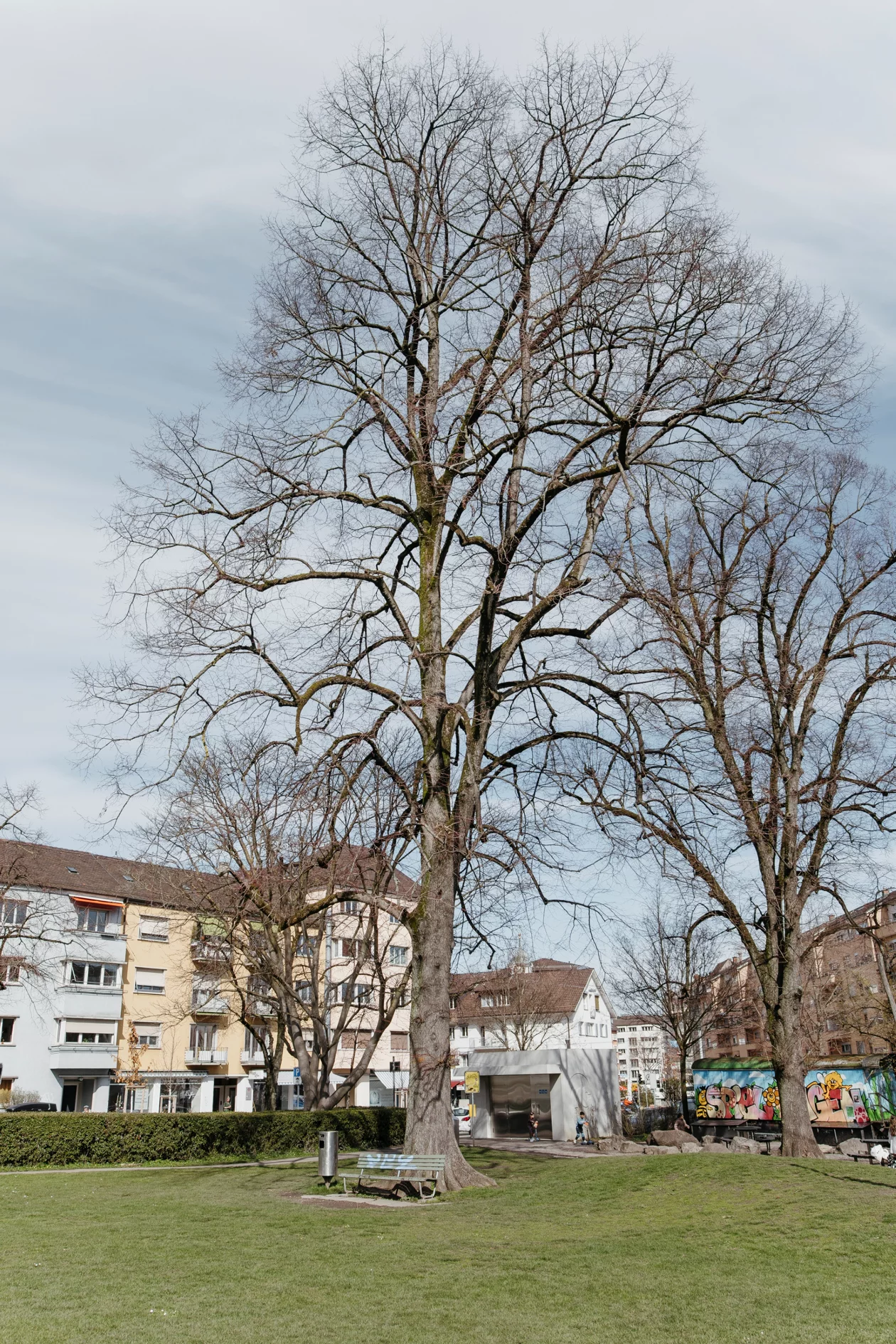 Ein Baum in einem Wohnquartier in Zürich.