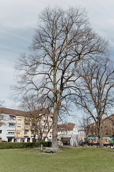 Ein Baum in einem Wohnquartier in Zürich.