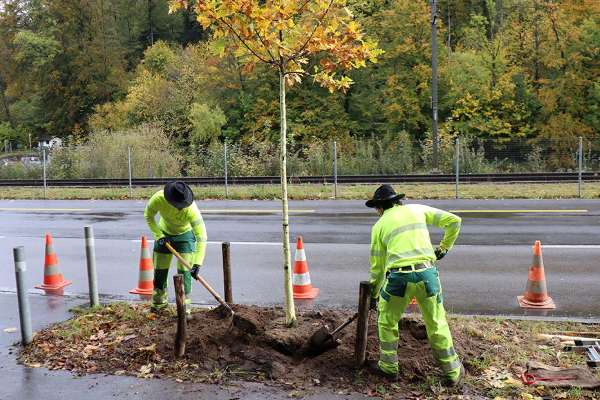 Baumpflanzung in Zürich-Leimbach