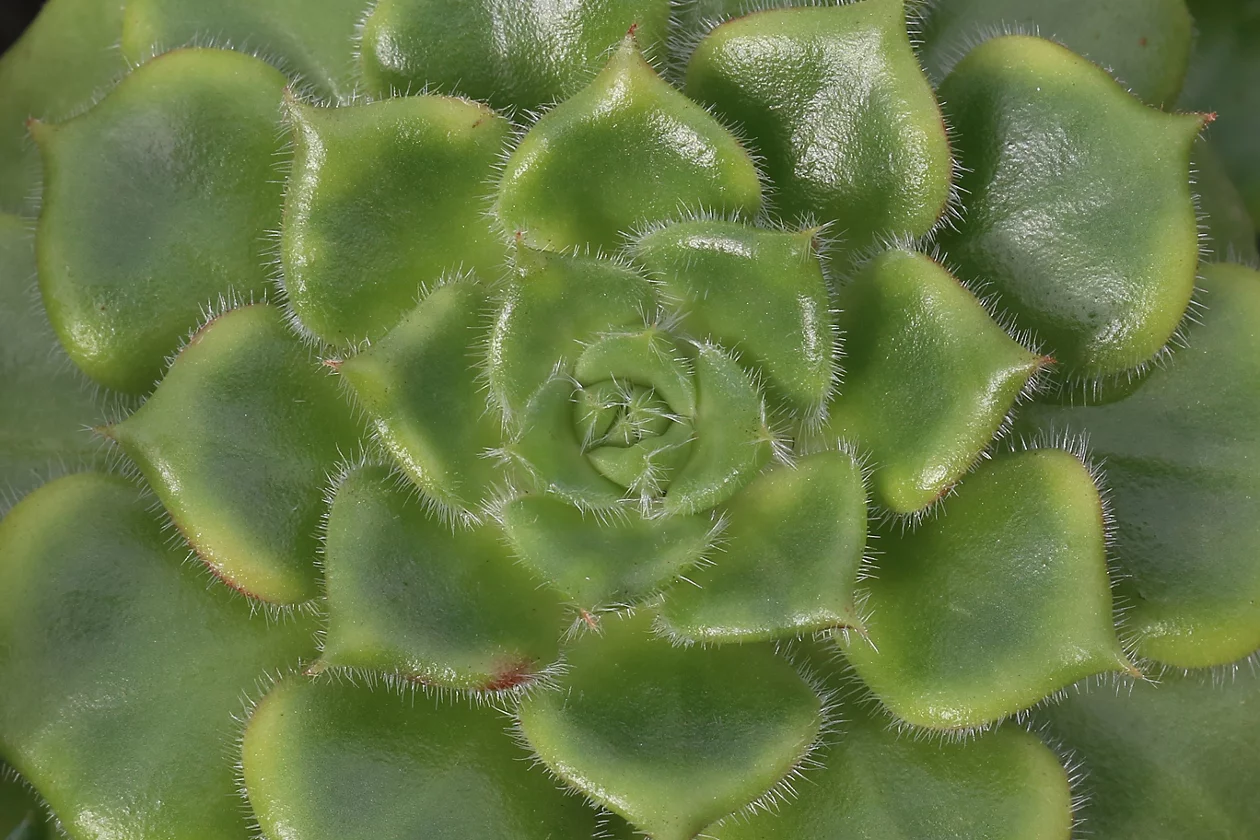 Beispiel einer Blattsukkulente in Form einer Rosette mit verdickten Blättern.