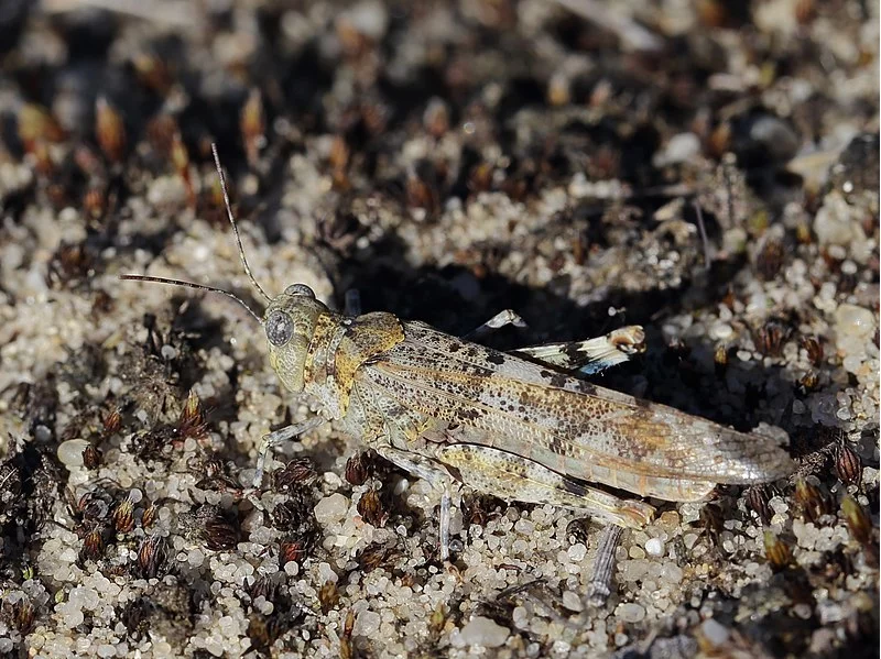 Bild der blauflügeligen Sandschrecke 
