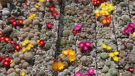 Bunte Auswahl von offenen Kakteenblüten