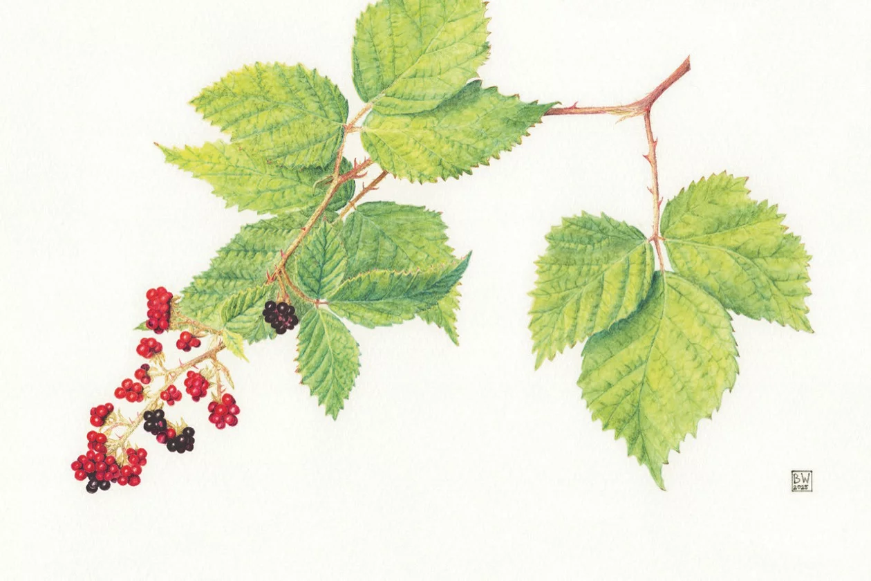Gemälde eines Brombeerzweiges mit Früchten.