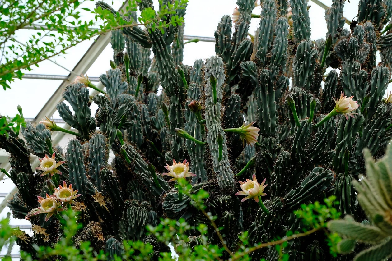 Cereus hildmannianus cv. 'Monstrosus'