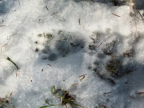 Nahaufnahme von Dachsspuren im Schnee.