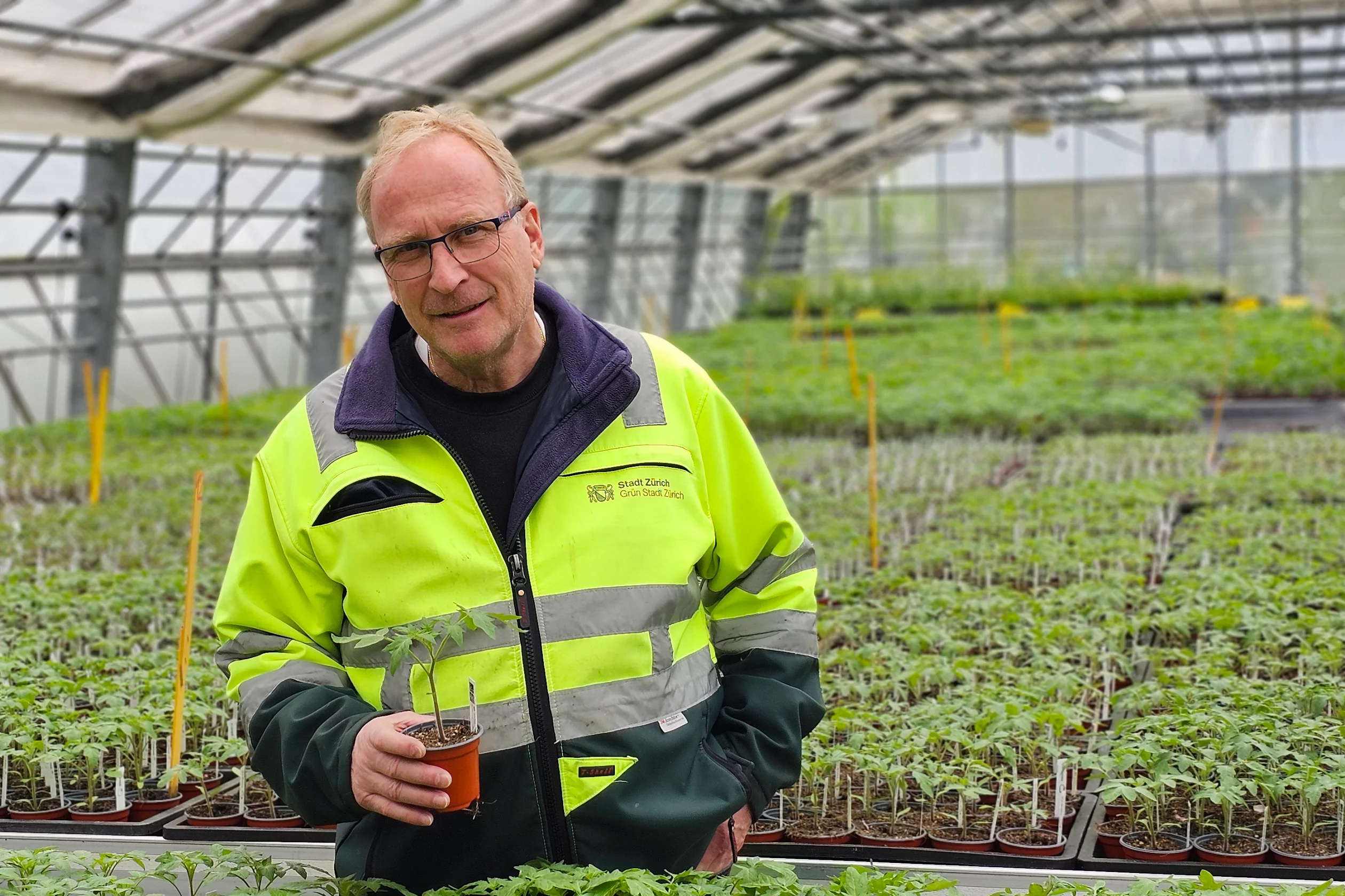 Rund 20 000 Tomatensetzlinge werden von Daniel Handschin und seinem Team in der Stadtgärtnerei gehegt und gepflegt.