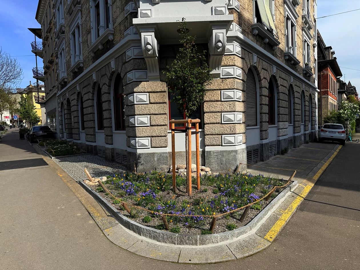 An einer neu entsiegelten Strassenecke wachsen vrschiedene Pflanzen.