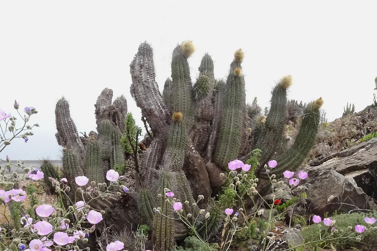 Eulychnia breviflora
