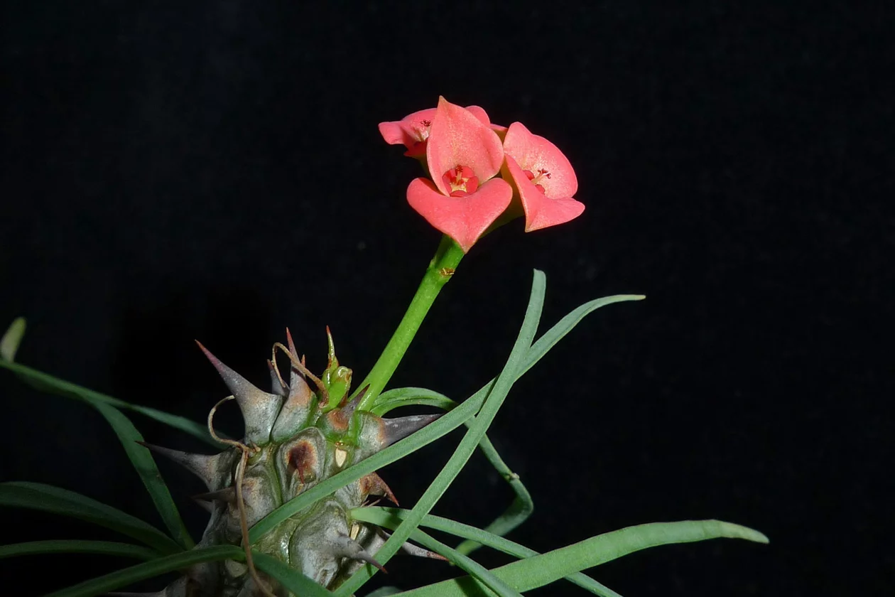 Euphorbia gottlebei