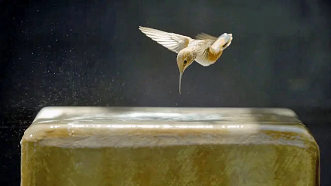 Ein Kolibri schwebt in der Luft.