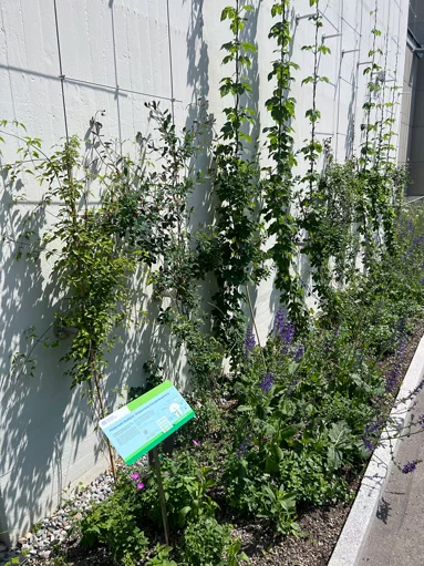 Einheimische Fassadenbegrünung