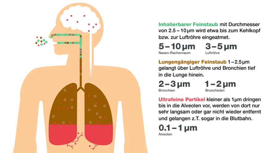 Inhalierbarer Feinstaub mit Durchmesser von 2.5-10 µg wird etwa bis zum Kehlkopf bzw. zur Luftröhre eingeatmet. Lungengängiger Feinstaub 1-2.5 µg gelangt über Luftröhre und Bronchien tief in die Lunge hinein. Ultrafeine Partikel kleiner als 1 µg dringen bis in die Alveolen vor, werden von dort nur sehr langsam oder gar nicht wieder entfernt und gelangen z.T. sogar in die Blutbahn.