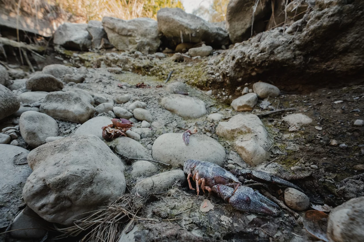 Ein totes Schalentier liegt in einem ausgetrockneten Flussbett.