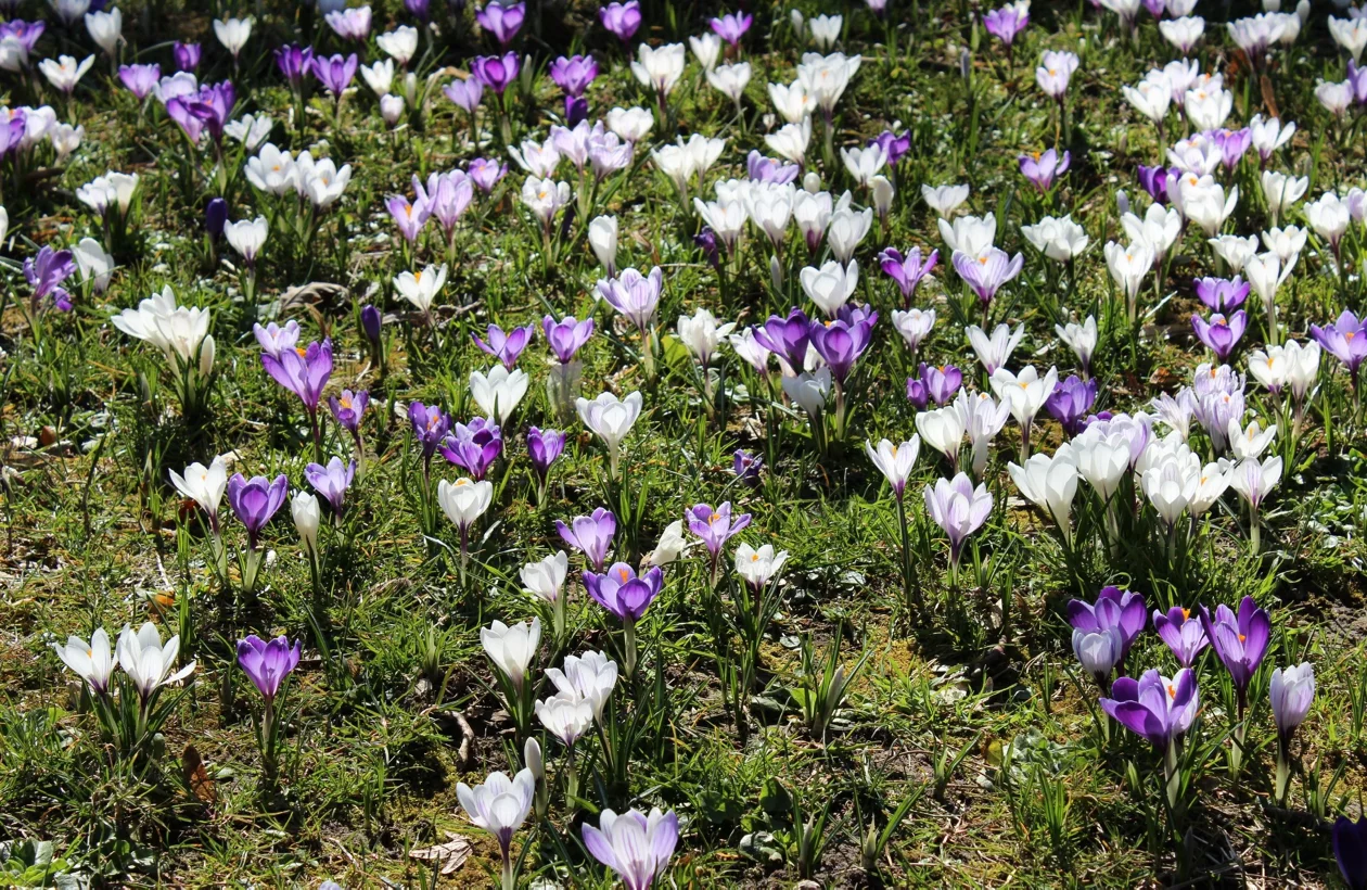 Krokusse wachsen dicht auf einer Wiese.