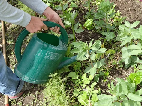 Nahaufnahme einer Person, die ein Mischkultur-Beet mit einer Giesskanne wässert.