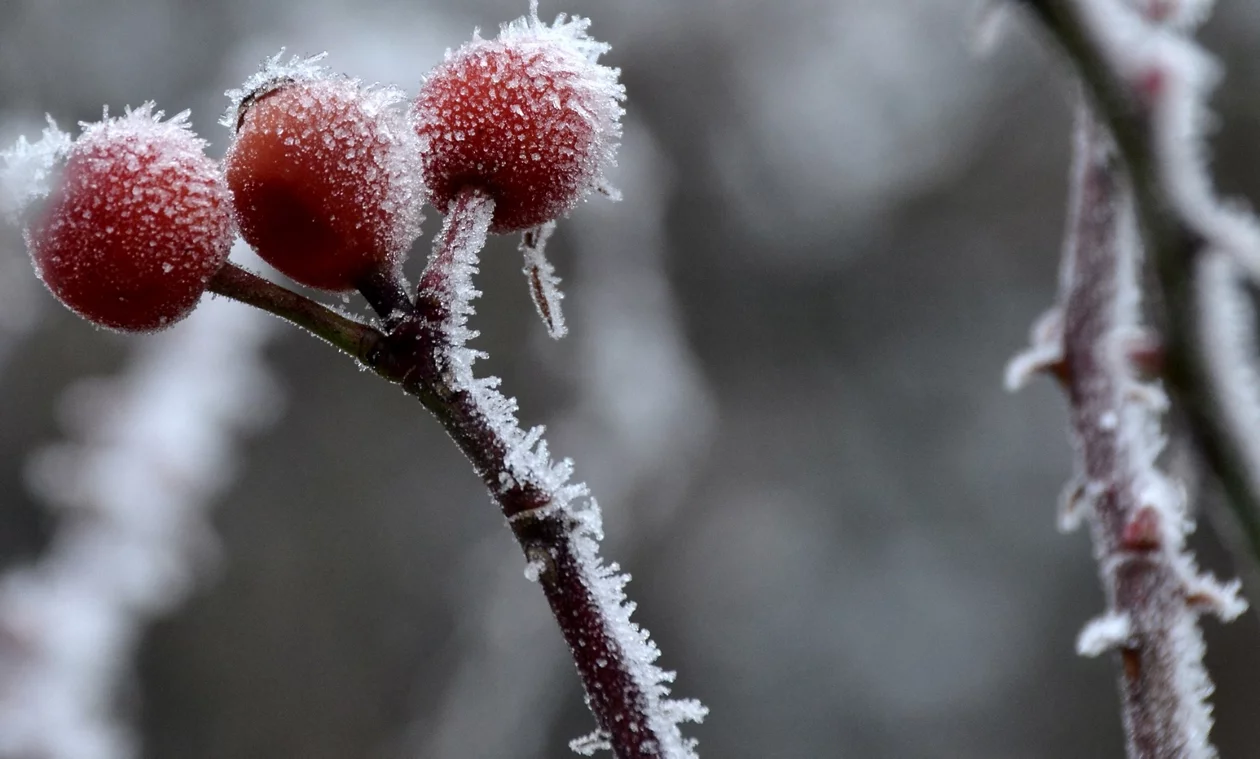 Nahaufnahme eines vereisten Rosenzweiges im Winter.