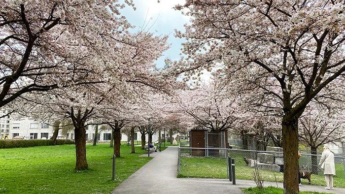 Kirschblüte im Gesundheitszentrum für das Alter Mattenhof