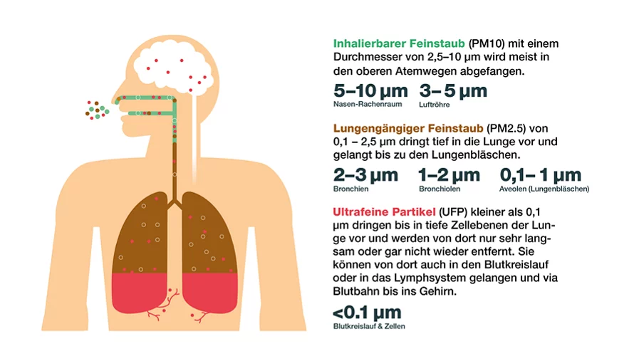 Inhalierbarer Feinstaub mit Durchmesser von 2.5-10 µg wird etwa bis zum Kehlkopf bzw. zur Luftröhre eingeatmet. Lungengängiger Feinstaub 1-2.5 µg gelangt über Luftröhre und Bronchien tief in die Lunge hinein. Ultrafeine Partikel kleiner als 1 µg dringen bis in die Alveolen vor, werden von dort nur sehr langsam oder gar nicht wieder entfernt und gelangen z.T. sogar in die Blutbahn.