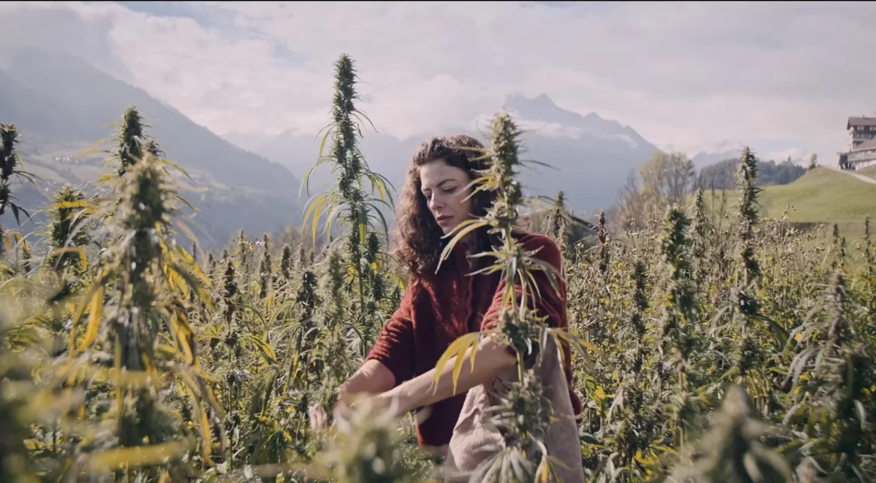 Eine Frau bei der Hanf-Ernte auf einem Feld in den Bergen.